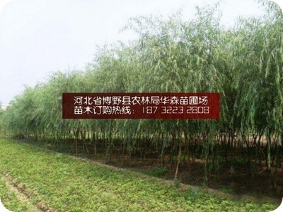 保定垂柳 苗圃培育與銷售的典范——探訪河北省博野縣農林局華森苗圃場銷售部