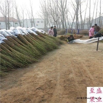 早熟桃樹品種的苗圃培育與銷售策略